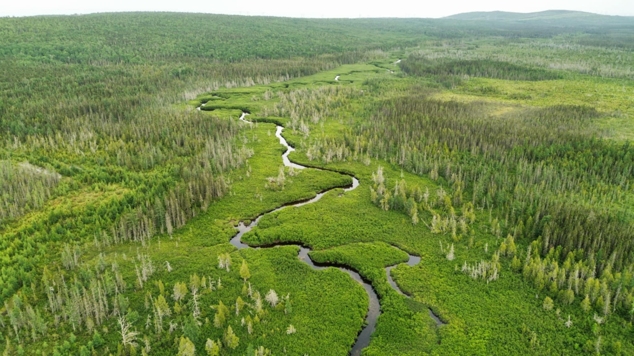 Fiches synthétiques des milieux naturels de Charlevoix